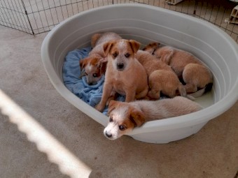Australian Cattle Dog Puppies
