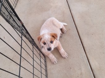 Australian Cattle Dog Puppies