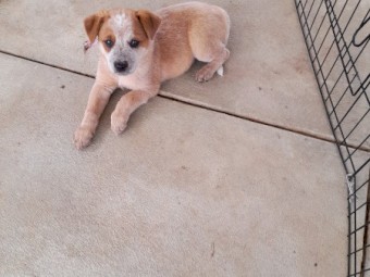 Australian Cattle Dog Puppies