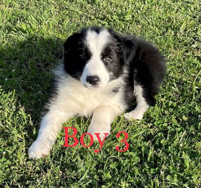 Purebred Border Collie Pups Farm Tender