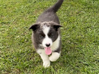 Purebred Border Collie Pups