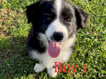 Purebred Border Collie Pups