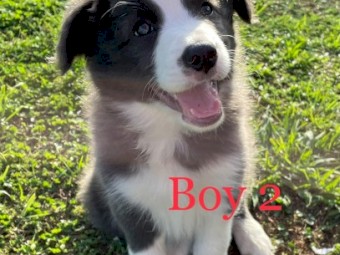 Purebred Border Collie Pups
