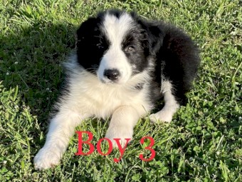 Purebred Border Collie Pups