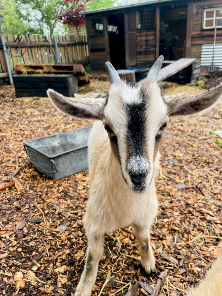 Gorgeous goat doe and mum