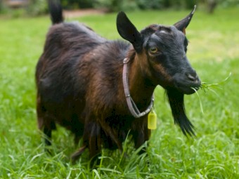 Gorgeous goat doe and mum