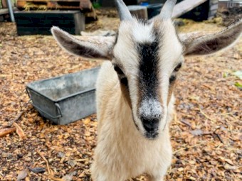 Gorgeous goat doe and mum