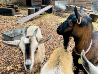 Gorgeous goat doe and mum