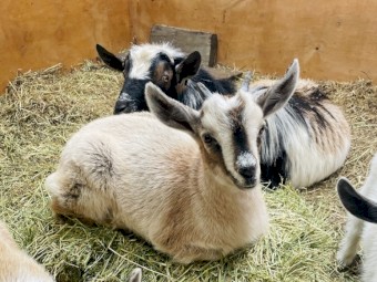 Gorgeous goat doe and mum