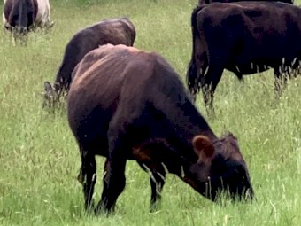 Two highlander x steers for sale 