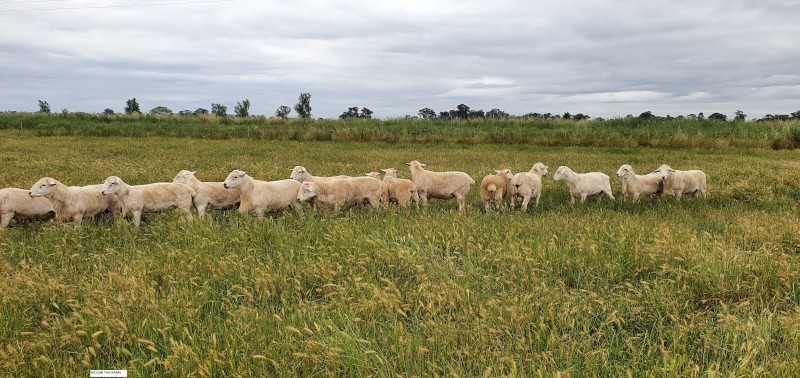 2021 Australian White Rams