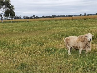 2021 Australian White Rams