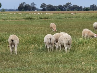 2021 Australian White Rams