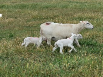 2021 Australian White Rams