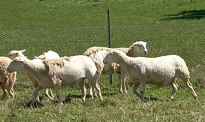 AUSTRALIAN WHITE EWES x 30 TATTYKEEL x HIGHVELD HOGGETS RUNNING with AW RAM