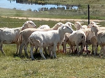 AUSTRALIAN WHITE EWES x 30 TATTYKEEL x HIGHVELD HOGGETS RUNNING with AW RAM