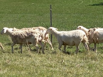AUSTRALIAN WHITE EWES x 30 TATTYKEEL x HIGHVELD HOGGETS RUNNING with AW RAM