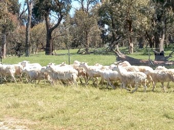 AUSTRALIAN WHITE EWES x 30 TATTYKEEL x HIGHVELD HOGGETS RUNNING with AW RAM