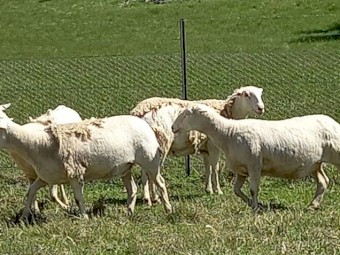AUSTRALIAN WHITE EWES x 30 TATTYKEEL x HIGHVELD HOGGETS RUNNING with AW RAM