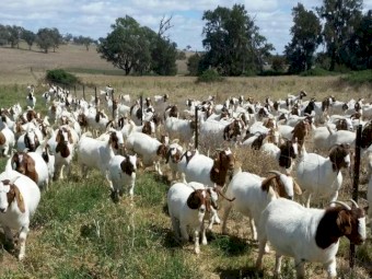 Pure bred breeding goats available for sale