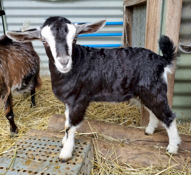 Miniature Goat Doeling MGBA registered