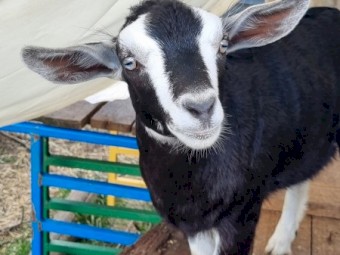 Miniature Goat Doeling MGBA registered