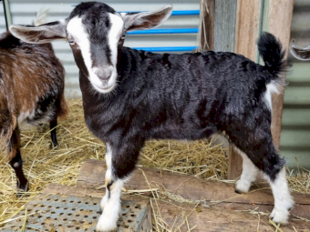 Miniature Goat Doeling MGBA registered