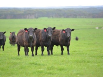 WANTED! Cattle Property to Lease or Agistment