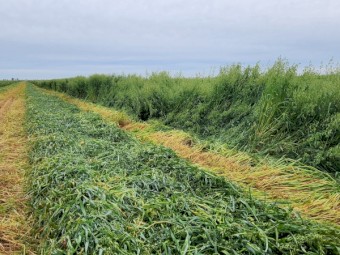 43mt Oaten Hay 8x4x3 Bales (New Season 22/23)