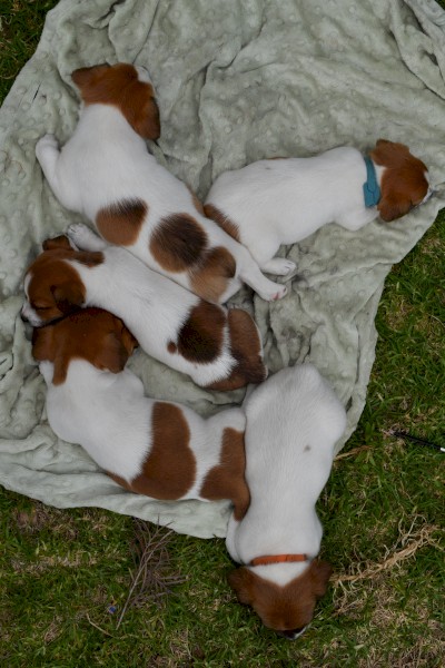 Stumpy Tail Jack Russell