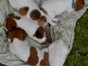 Stumpy Tail Jack Russell