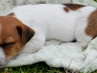 Stumpy Tail Jack Russell