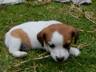 Stumpy Tail Jack Russell | Farm Tender