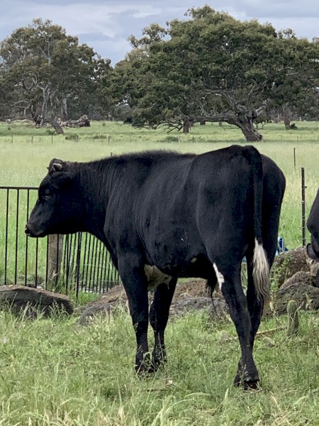 Yearling short horn x steer 