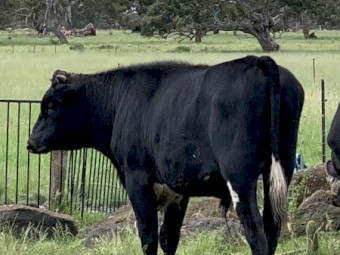 Yearling short horn x steer 