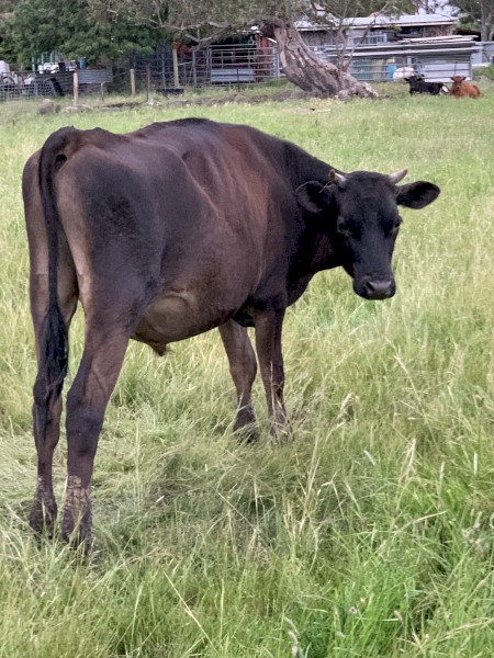 Yearling Friesian jersey steer 