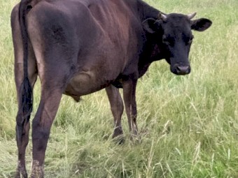 Yearling Friesian jersey steer 