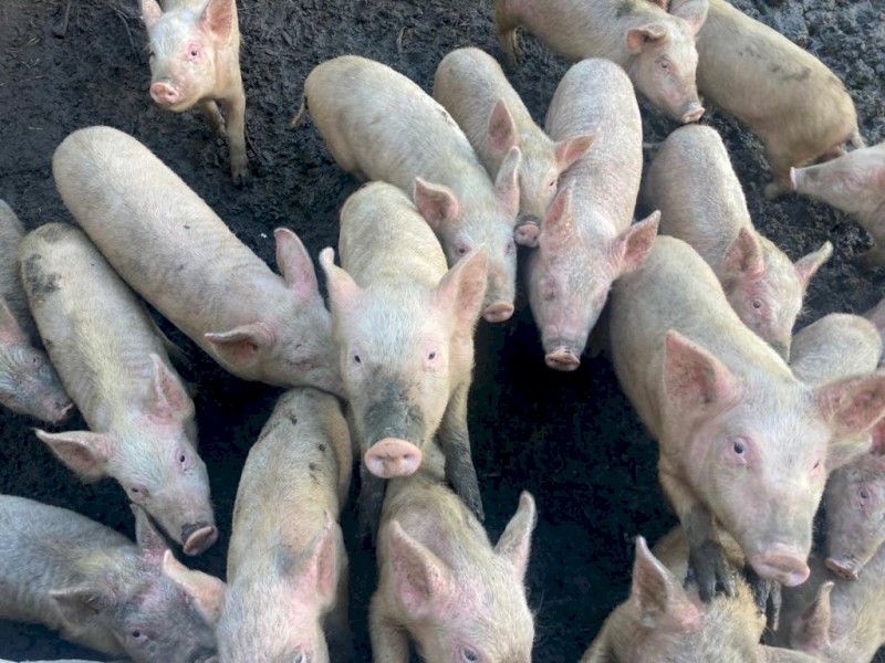 Piglets for sale