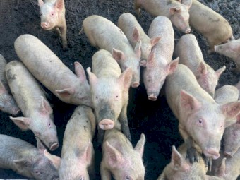Piglets for sale
