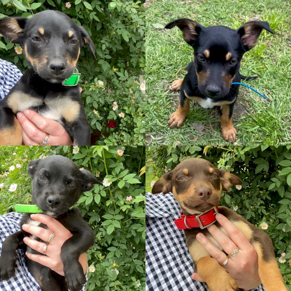 Kelpie Pups Male