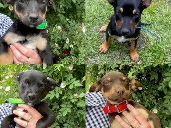 Kelpie Pups Male