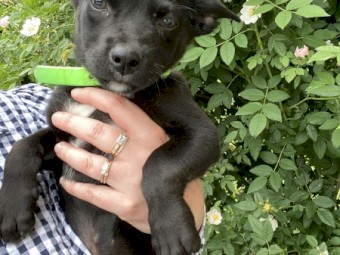 Kelpie Pups Male