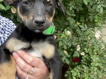 Kelpie Pups Male