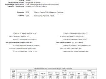 Registered Angus Bull