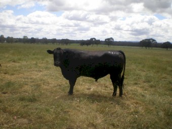 Registered Angus Bull