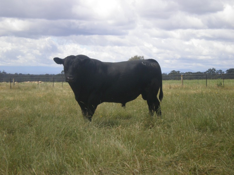 Registered Angus Bull