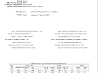 Registered Angus Bull