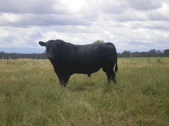 Registered Angus Bull