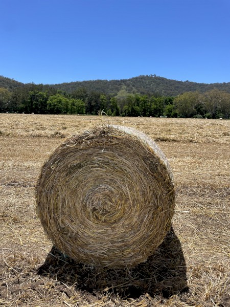 Phalaris Pasture Hay