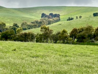 Sheep grazing agistment available from SEPTEMBER 2025
